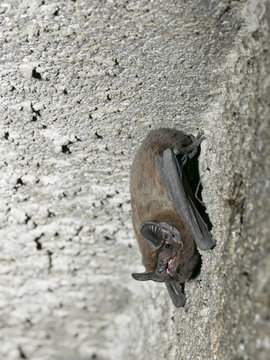 Common noctule (Nyctalus noctula), hanging on the wall