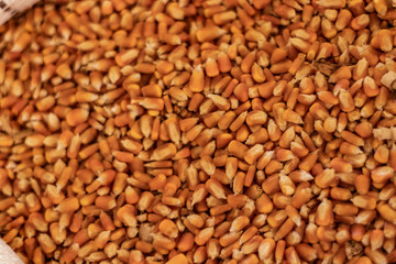 Corn grains