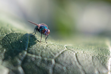 fly on big green pumpkin leaf, close up view