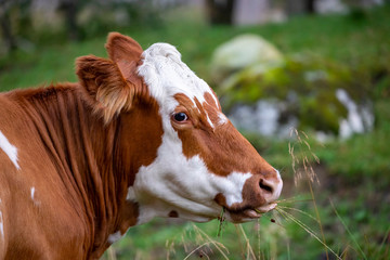Portrait of a cow in the field Nordland county, Northern Norway