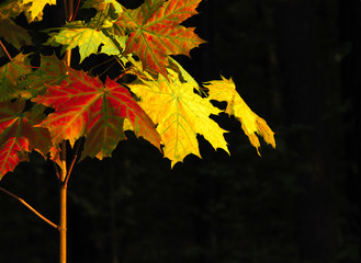 Autumn and yellow with red leaves on a black background