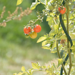 Ripening cocktail tomatoes with green leaves on a spiral shaped growth support. Copy space in the blurred green background. © delphinae