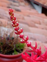 A close-up of that beautiful red plant. Anyone have any idea what it is?