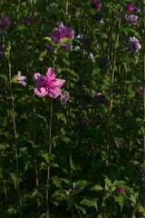 hibiscus magenta chiffon