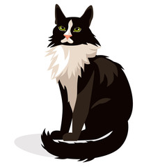 maine coon cat black and white breed.big domestic cat. main cun. vector illustration