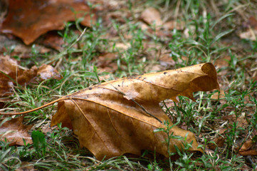 rainfall tree leaf