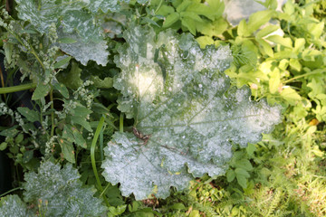 Green leaves of zucchini with silver spots