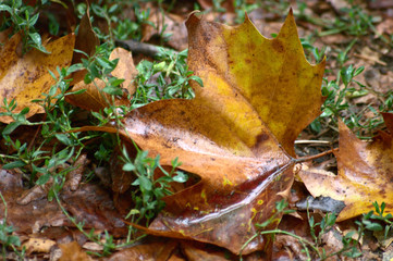 rainfall tree leaf
