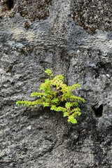 ブロック塀に生える植物