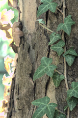 vine plant in tree trunk