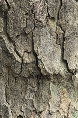 tree bark for backgrounds