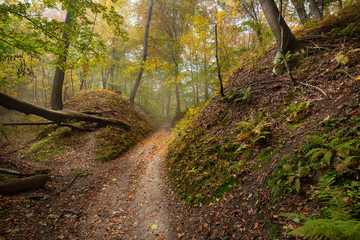 Autumn colors of the forest /nature landscape