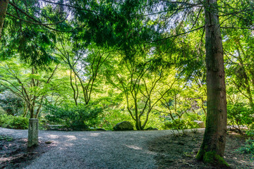 Trees In The Light 2