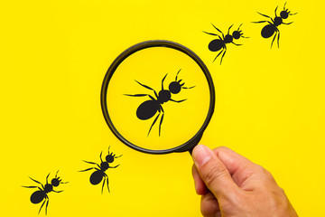 hand using magnifying glass zoom ants line