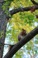 Squirrel