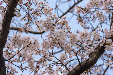 Cherry blossoms, Sakura