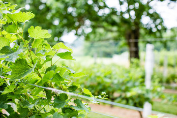 grape vine plants orchard monochrome 