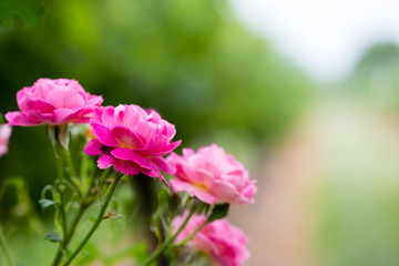 Fototapeta na wymiar pink rose bush blooms in meadow