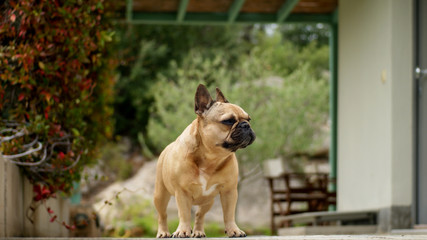 French bulldog on the walk in autumn garden