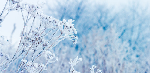 Frost covered dry shoots of plants on the background of snowy trees_