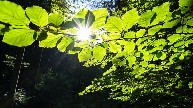 Sunlight come trough green leaves on a forest nature background - environment