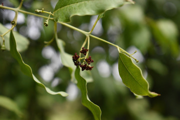 Santalum Album Sandalwood Flower Photo on Tree with Leaves Blur Background