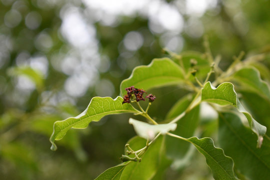 Santalum Album Sandalwood Flower Photo on Tree with Leaves Blur Background