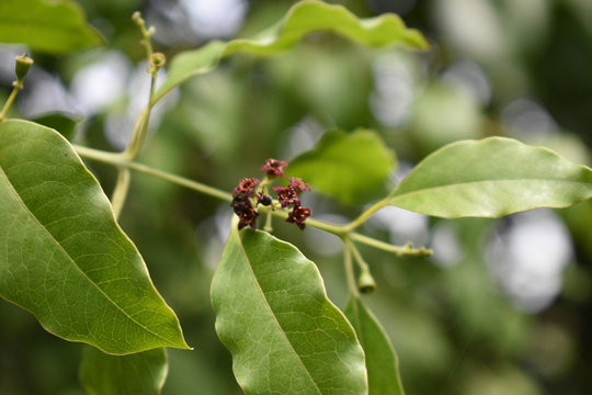 Santalum Album Sandalwood Flower Photo on Tree with Leaves Blur Background