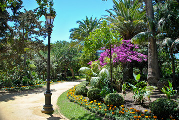 big pink flowers tree in a park