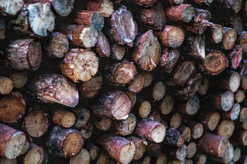 Pile of wood
