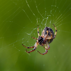 Spinne iA spider is sitting in her web.m Netz