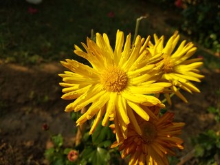 yellow flower