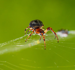A spider sits in its web and is ready to rush to the next victim.