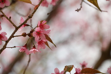 Pink Sakura Blooming in Spring on the Tree