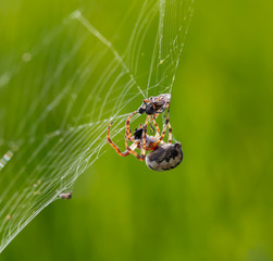 A cobweb spider spins the prey.