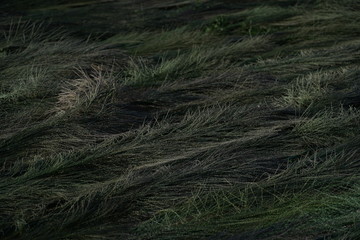 Close Up  of Green Grass in the Meadow