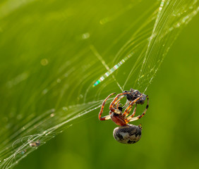 A spider (furrow spider) winds its prey around.