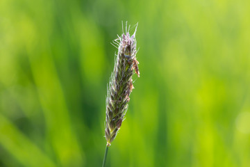 A cereal ear in not yet mature condition against green background.