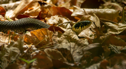 A grass snake is watching me.