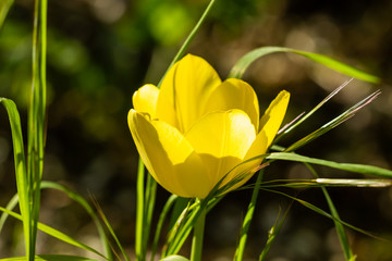 The yellow blossom of a tulip illuminated by sunlight