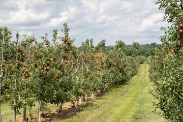 Fototapeta na wymiar Apple trees full of apples at orchard ready for harvest. 
