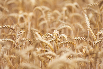Fototapeta premium Wheat spikelets in the field. Wheat spikelets pattern. Background of wheat.