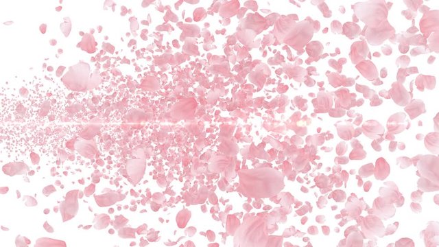 Cherry Blossom Sakura Petals and Lens Flares Particles background