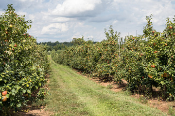 Fototapeta na wymiar Apple trees full of apples ready for fall harvest 