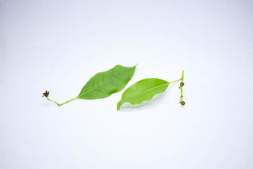 Santalum Album Sandalwood Leaves with Flower and Fruit Isolated