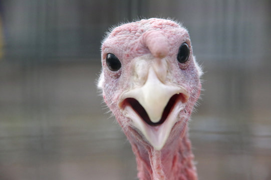 portrait of funny curious turkey