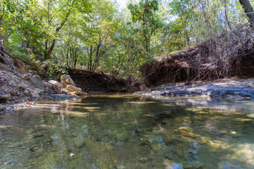 River in a park on a sunny summer day