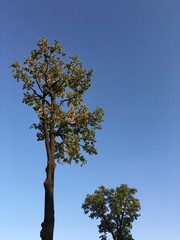 High green trees on the blue sky background