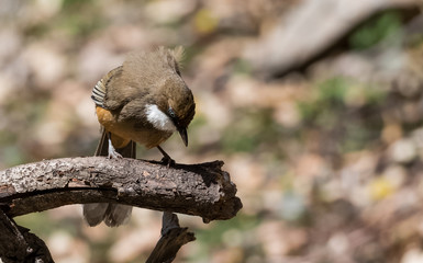 Naklejka premium White Throated Laughing Thrush bird sitting on perch of tree