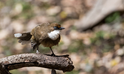 White Throated Laughing Thrush bird sitting on perch of tree